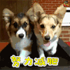 萌宠 狗 汪星人 努力减肥 soogif soogif出品