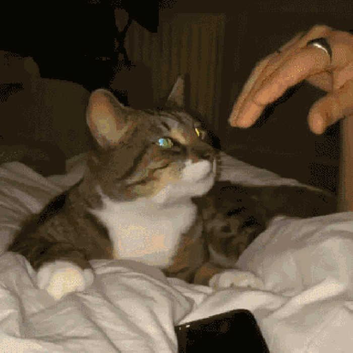 猫咪 握手 戒指 可爱