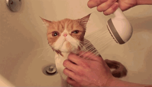 猫咪 洗澡 可爱 呆萌 水龙头 舒服