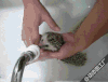洗澡 刺猬 可爱 萌宠