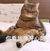 萌宠 猫星人 你看我像开心吗 无奈 呆萌 可爱
