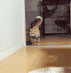 猫 喵星人 宠物 萌 可爱
