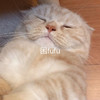 萌宠 猫星人 困了 想睡觉 呆萌 可爱