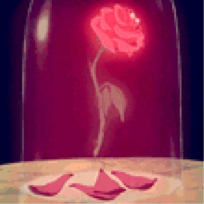 玫瑰 凋落 花朵 红色