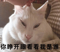 猫 看看 我是谁