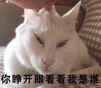 猫 看看 我是谁 可爱 呆萌