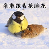 谁敢跟我抢脑花 可爱 小鸟 压住