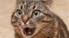 猫咪 搞笑 惊吓 张大嘴巴