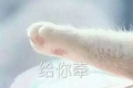 猫咪 喵星人 斗图 给你牵 猫爪