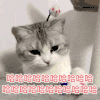 猫咪 喵星人 哈哈哈 斗图 搞笑 可爱