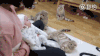 喵星人 baby 好奇 瞅啥 二货 猎奇