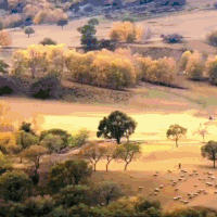 风景 秋景 树