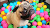 吐舌头 萌 哈巴狗 pug