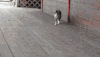 猫 喵星人 跑步 猫步 可爱 萌
