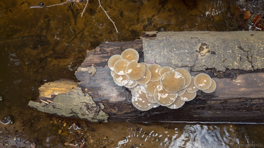 水 自然 完美的循环 蘑菇