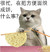 很忙,在把方便面织成饼,什么事? 斗图  猫猫  很忙