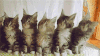 抖音五只猫咪摇头 GIF 动图 猫咪  抖音
