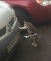 猫咪拿扳手修理车 猫咪  10  这车  包小鱼
