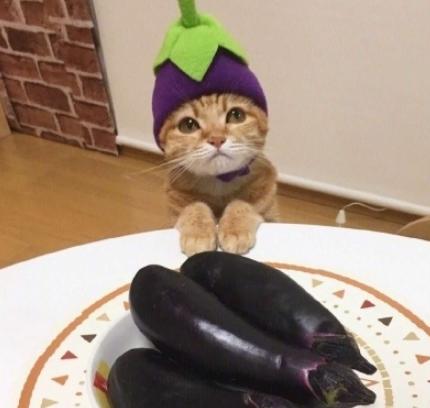 萌宠 日料 可爱 猫星人 逗