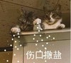 萌宠 猫星人 伤口撒盐 雪上加霜 呆萌 可爱