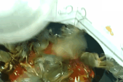 厨房实验室 螃蟹 炒菜 爆笑 大逃亡 23333