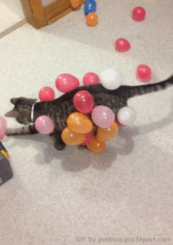 猫咪 气球 整蛊 搞笑