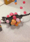 猫咪 气球 整蛊 搞笑