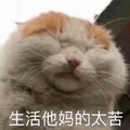 生活 太苦 猫