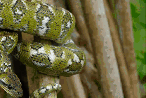 动物 哥斯达黎加 缠绕 蛇