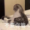 萌宠 猫星人 不要你管 生气 呆萌 可爱