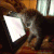 宠物 平板 搞笑 喵星人 萌 gif 萌宠 猫 猫咪