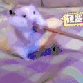 硬塞 仓鼠 白色 可爱