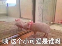 萌宠 小猪 咦 这个小可爱是谁啊 呆萌 可爱