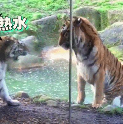 老虎 打斗 萌 动物