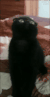 猫咪 可爱 黑乎乎 摇头