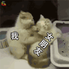 萌宠 猫咪 猫 搞怪 女朋友 soogif soogif出品