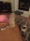 猫咪 搞笑 萌萌的 失望