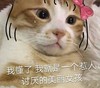 萌宠 猫星人 我懂了 我就是个讨厌的美丽女孩 呆萌 可爱
