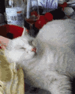 猫咪 食物 睡觉 惊醒