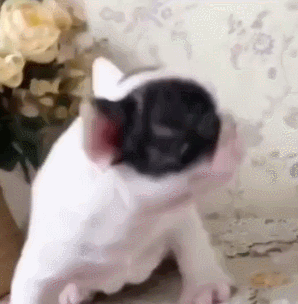 小狗狗 汪星人 生气 搞笑 可爱