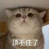萌宠 猫星人 挺不住了 无奈 呆萌 可爱