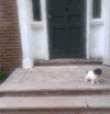 喵星人 萌宠 可爱 猫咪