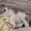 萌宠 猫 你说啥 蒙圈 soogif soogif出品
