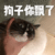 萌宠 猫 猫咪 狗子 你飘了 飘了 生气
