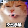 萌宠 喵星人 突然暴躁 生气 搞怪 逗