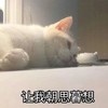 萌宠 猫星人 让我朝思暮想 难受 呆萌 可爱