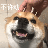 萌宠 汪星人 不许动 站着 搞怪 逗