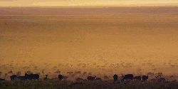 地球脉动 纪录片 羊 美 草原 风景