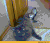雪貂 猫  猫叫  动物