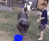牛 骑牛 搞笑 飞奔